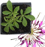 Smoke Camp Crafts Organic Cleome Live Plant (Cleome hassleriana) in 2.5 inch Pot - Bee Plant, Spider Flower, Spider Plant, Spider Weed, Grandfather's Whiskers