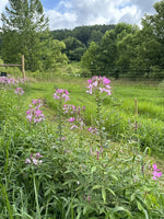 Smoke Camp Crafts Organic Cleome Live Plant (Cleome hassleriana) in 2.5 inch Pot - Bee Plant, Spider Flower, Spider Plant, Spider Weed, Grandfather's Whiskers