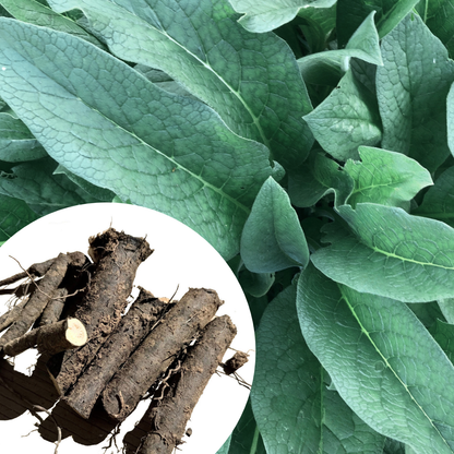 Organic Fresh Comfrey Roots - 4 oz