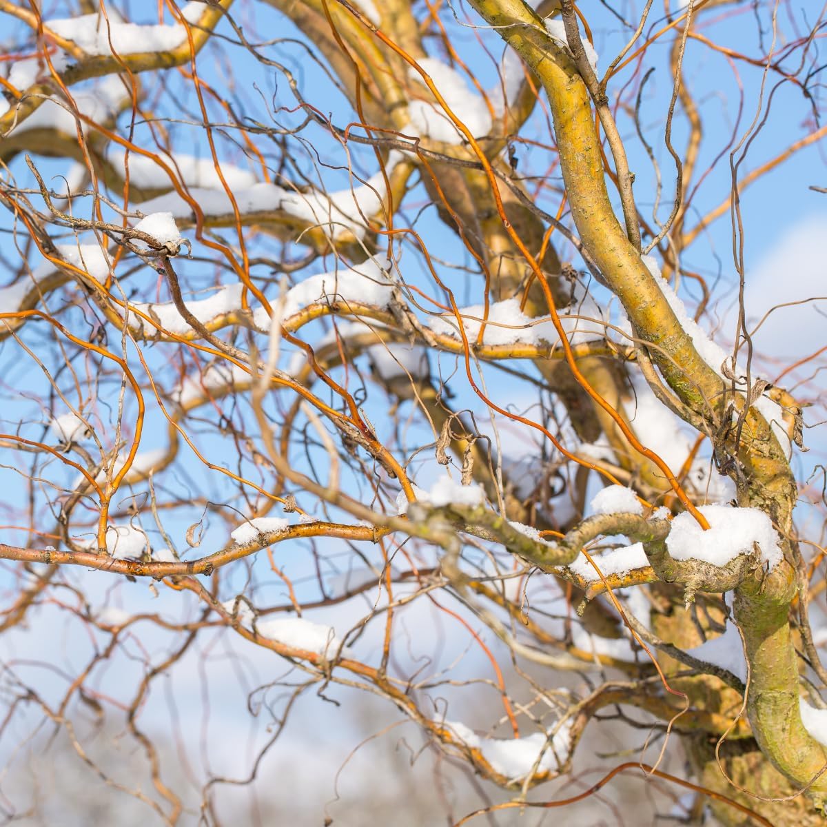 Corkscrew Willow (Salix matsudana 'Tortuosa') Organic Tree in 2.5
