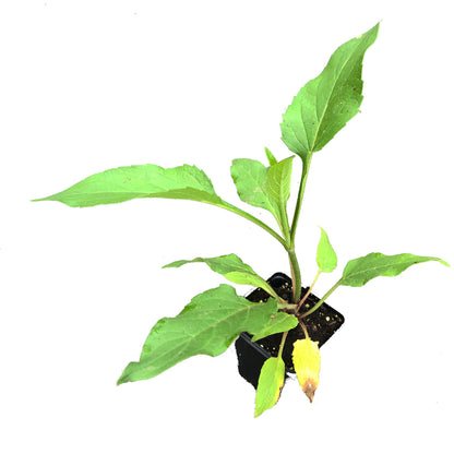 Cup Plant (Silphium perfoliatum) in 2..5-inch Pot - Organic Herbaceous Perennial Live Plant for Pollinators and Bees