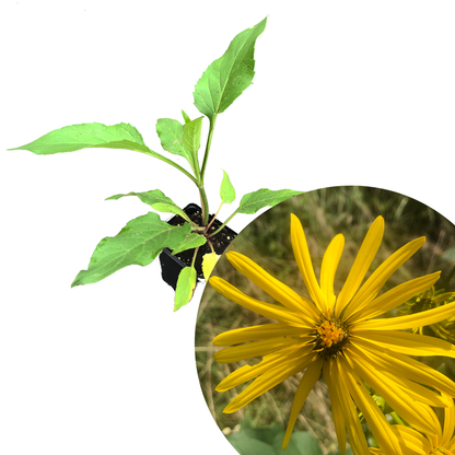 Cup Plant (Silphium perfoliatum) in 2..5-inch Pot - Organic Herbaceous Perennial Live Plant for Pollinators and Bees