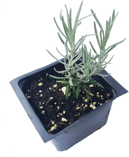 Curry Plant (Helichrysum italicum) 2.5 in Pot, Fragrant Flowering Herb Live Plant - Italian Strawflower, Immortelle Plant - Organic