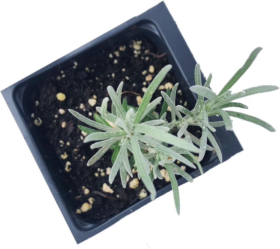 Curry Plant (Helichrysum italicum) 2.5 in Pot, Fragrant Flowering Herb Live Plant - Italian Strawflower, Immortelle Plant - Organic