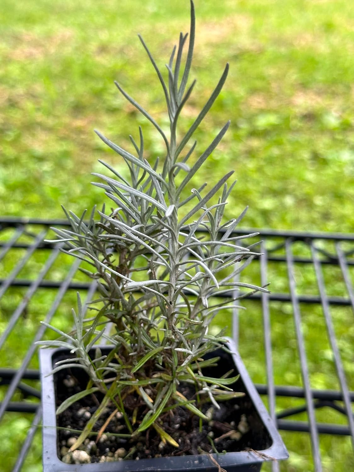 Curry Plant (Helichrysum italicum) 2.5 in Pot, Fragrant Flowering Herb Live Plant - Italian Strawflower, Immortelle Plant - Organic