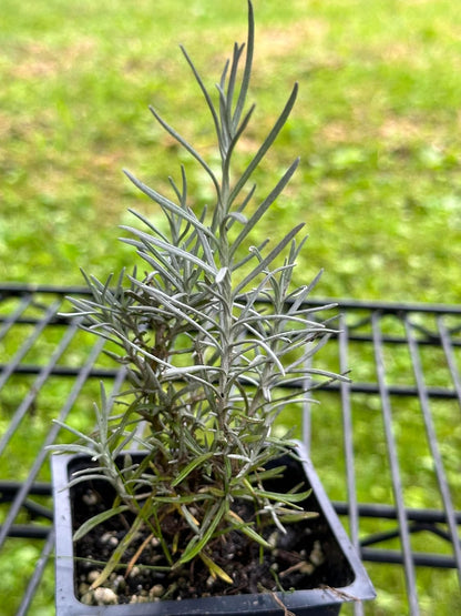 Curry Plant (Helichrysum italicum) 2.5 in Pot, Fragrant Flowering Herb Live Plant - Italian Strawflower, Immortelle Plant - Organic