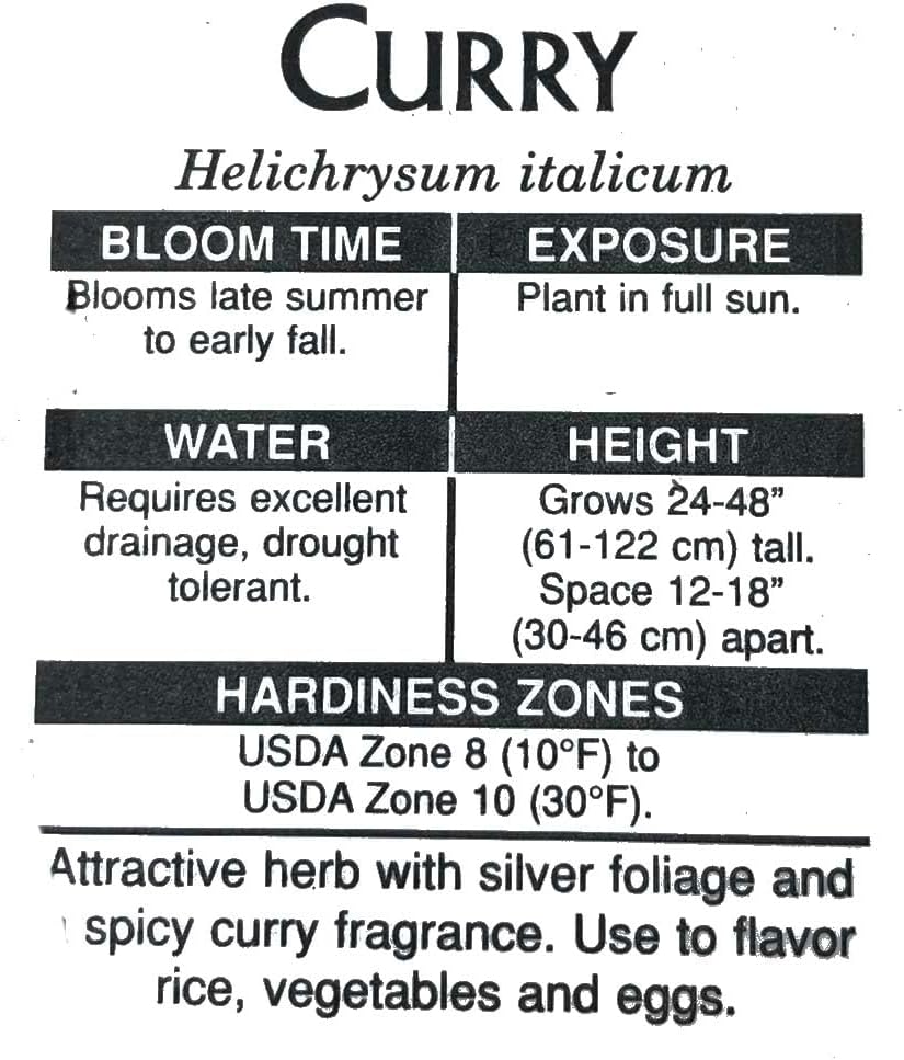 Curry Plant (Helichrysum italicum) 2.5 in Pot, Fragrant Flowering Herb Live Plant - Italian Strawflower, Immortelle Plant - Organic
