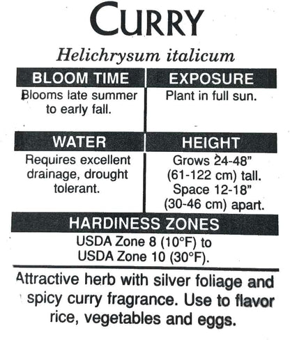 Curry Plant (Helichrysum italicum) 2.5 in Pot, Fragrant Flowering Herb Live Plant - Italian Strawflower, Immortelle Plant - Organic