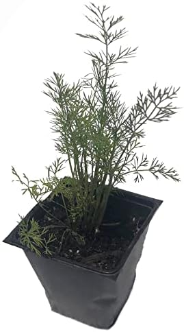 Organic Bouquet Dill (Anethum graveolens) in 2.5-inch Pot by Smoke Camp Crafts