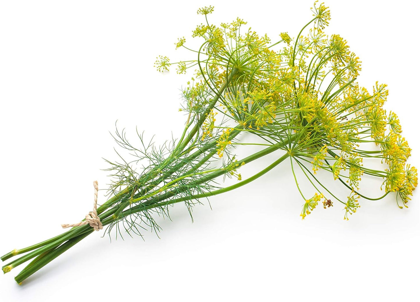 Organic Bouquet Dill (Anethum graveolens) in 2.5-inch Pot by Smoke Camp Crafts
