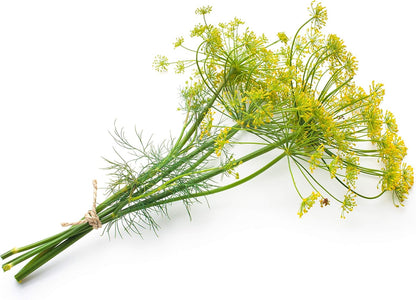 Organic Bouquet Dill (Anethum graveolens) in 2.5-inch Pot by Smoke Camp Crafts