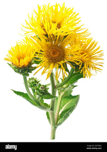 Elecampane Plant (Inula Helenium) Organic Plant 2.5-inch pot - Horse-Heal, Elf Dock