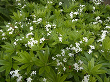 Sweet Woodruff (Galium odoratum) Organic Plant in a 2.5-Inch pot by Smoke Camp Crafts