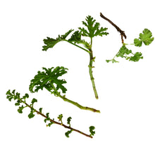 Geranium Cutting Assortment- Four Organic Geranium Plant Cuttings - Nutmeg, Citronella, Lemon and Attar of Roses Cuttings