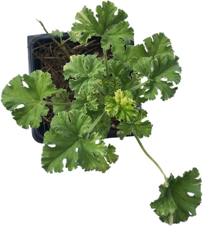 aromatic potted plants Smoke Camp Crafts Organic Nutmeg Scented Geranium (Pelargonium x fragrans) 'Snowy Nutmeg' Live Plant in 2.5 in Pot
