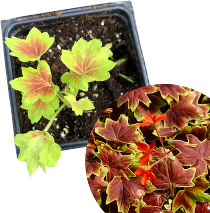 Geranium, Scented (Pelargonium hortorum)  Organic'Vancouver Centennial' Live Plant in 2.5 in Pot