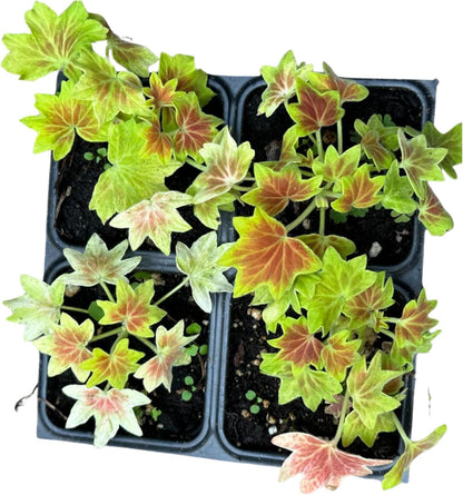 Geranium, Scented (Pelargonium hortorum)  Organic'Vancouver Centennial' Live Plant in 2.5 in Pot