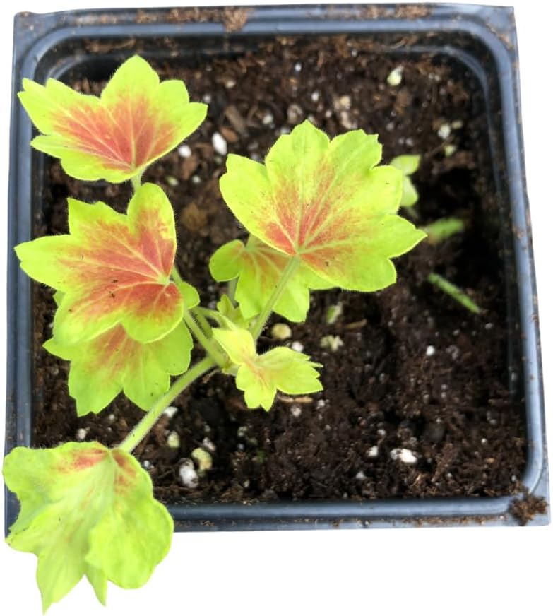 Geranium, Scented (Pelargonium hortorum)  Organic'Vancouver Centennial' Live Plant in 2.5 in Pot