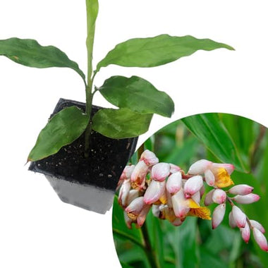 Ginger Cardamom Plant (Alpinia nutans) in 2.5 inch Pot | Live Shellflower, Dwarf Cardamom Plant