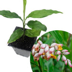 Ginger Cardamom Plant (Alpinia nutans) in 2.5 inch Pot | Live Shellflower, Dwarf Cardamom Plant