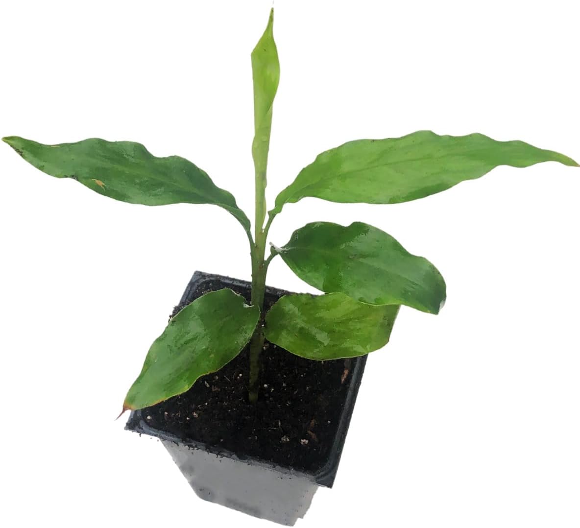elaichi plant in pot Ginger Cardamom Plant (Alpinia nutans) in 2.5 inch Pot