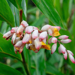 Ginger Cardamom Plant (Alpinia nutans) in 2.5 inch Pot | Live Shellflower, Dwarf Cardamom Plant