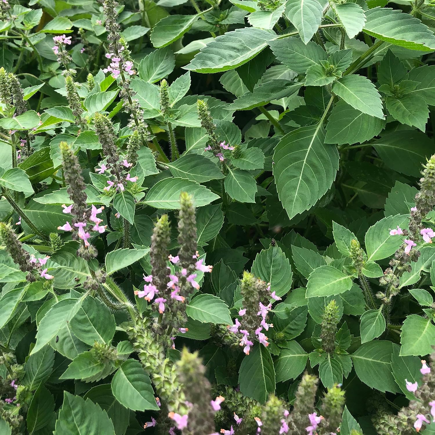 holy basil potted plant Holy Basil Live Plant, (Ocimum tenuiflorum) 2.5 inch Pot - Tulsi - Temperate Basil - Annual