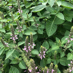 Holy Basil Live Plant, (Ocimum tenuiflorum) 2.5 inch Pot - Tulsi - Temperate Basil - Annual - Sweet Scented - Organic Medicinal Herb Plant by Smoke Camp Crafts