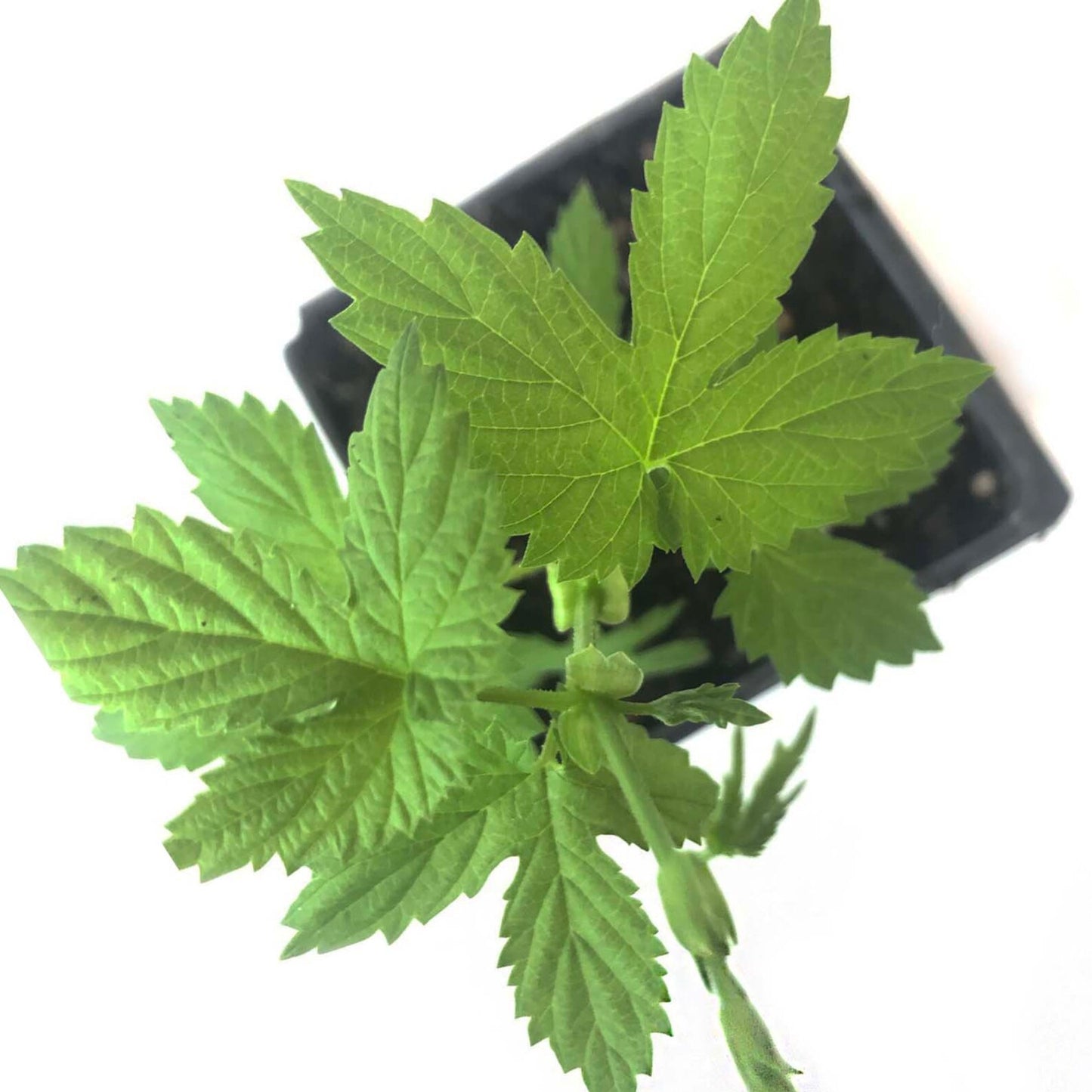 Hops, Cascade (Humulus lupulus) Five (5) Organic Plants in 2.5-inch Pots by Smoke Camp Crafts