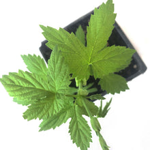 Hops, Cascade (Humulus lupulus) Five (5) Organic Plants in 2.5-inch Pots by Smoke Camp Crafts