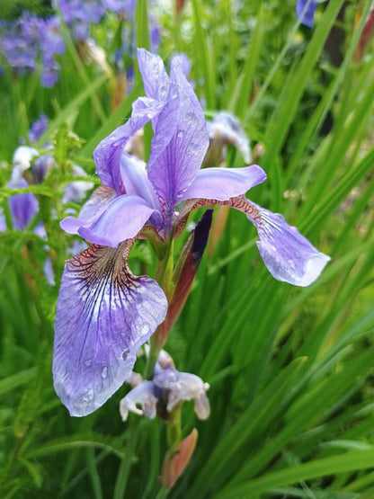 Smoke Camp Crafts Blue Flag Iris Seeds, Iris versicolor, 100 Seeds, Organic, Outdoor, Spring to Early Summer Planting