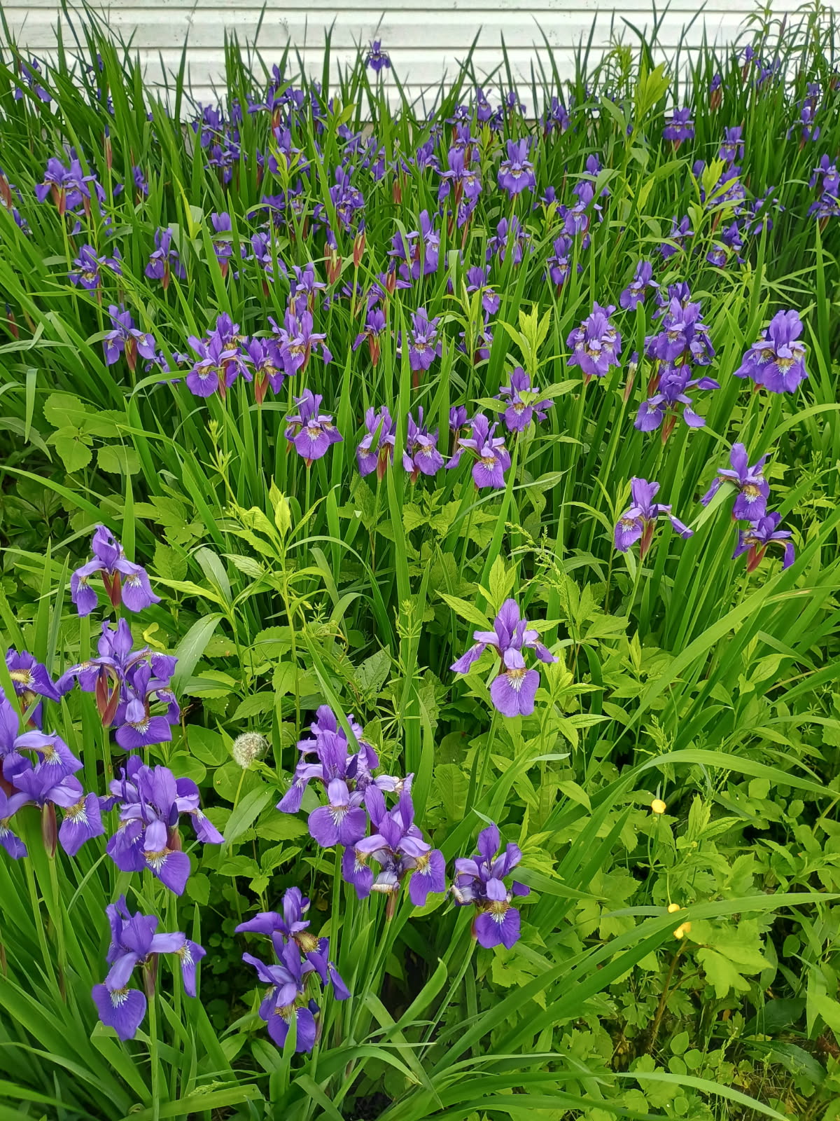 Smoke Camp Crafts Blue Flag Iris Seeds, Iris versicolor, 100 Seeds, Organic, Outdoor, Spring to Early Summer Planting