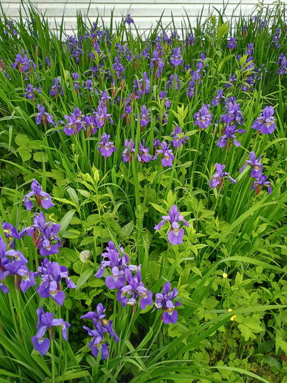 Smoke Camp Crafts Blue Flag Iris Seeds, Iris versicolor, 100 Seeds, Organic, Outdoor, Spring to Early Summer Planting