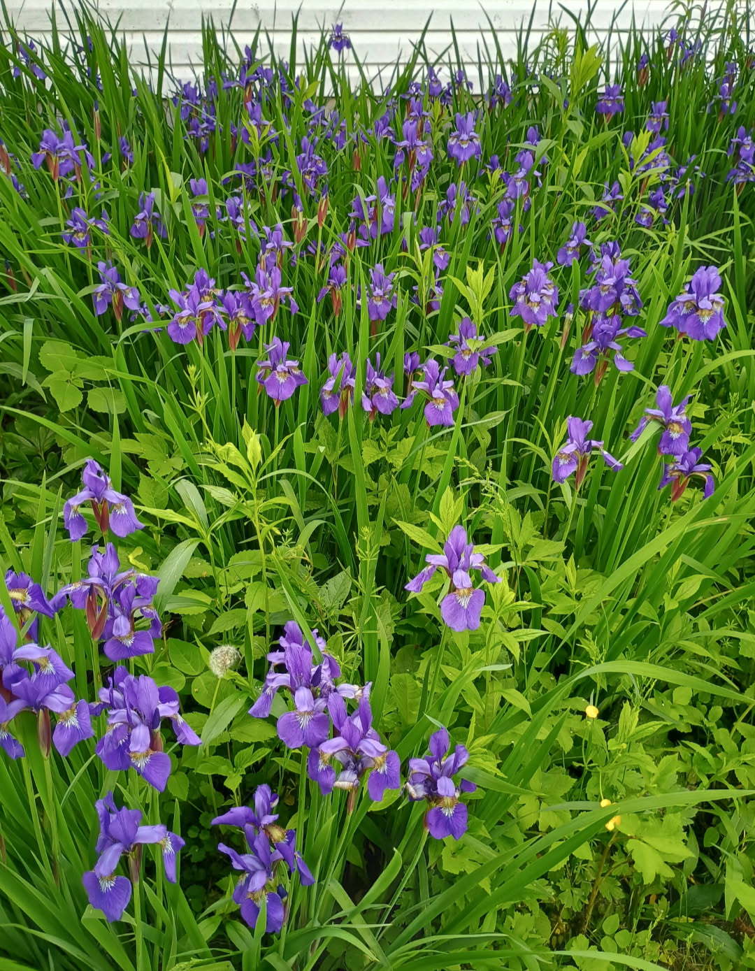 Smoke Camp Crafts Blue Flag Iris Seeds, Iris versicolor, 100 Seeds, Organic, Outdoor, Spring to Early Summer Planting
