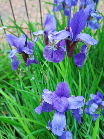 Smoke Camp Crafts Blue Flag Iris Seeds, Iris versicolor, 100 Seeds, Organic, Outdoor, Spring to Early Summer Planting