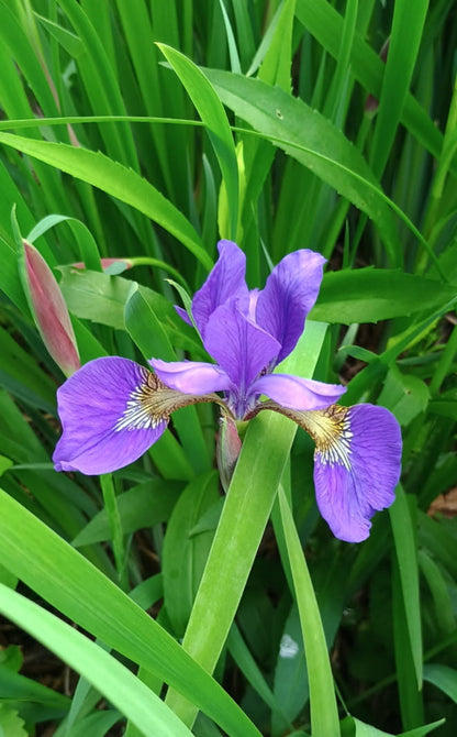 Smoke Camp Crafts Blue Flag Iris Seeds, Iris versicolor, 100 Seeds, Organic, Outdoor, Spring to Early Summer Planting