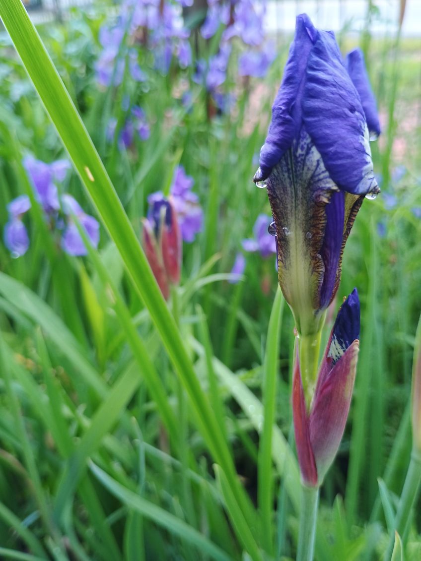 Smoke Camp Crafts Blue Flag Iris Seeds, Iris versicolor, 100 Seeds, Organic, Outdoor, Spring to Early Summer Planting