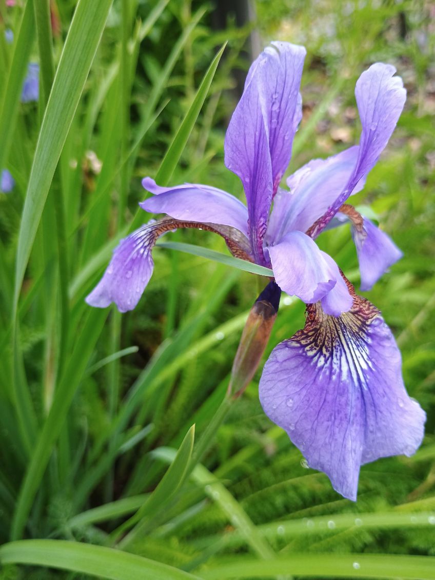 Smoke Camp Crafts Blue Flag Iris Seeds, Iris versicolor, 100 Seeds, Organic, Outdoor, Spring to Early Summer Planting