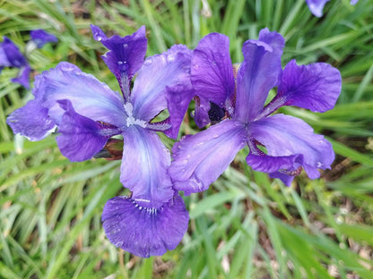 Smoke Camp Crafts Blue Flag Iris Seeds, Iris versicolor, 100 Seeds, Organic, Outdoor, Spring to Early Summer Planting