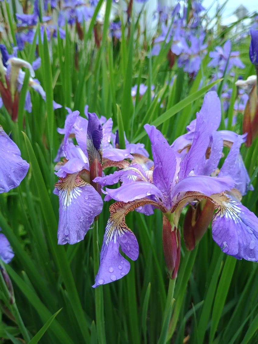 Smoke Camp Crafts Blue Flag Iris Seeds, Iris versicolor, 100 Seeds, Organic, Outdoor, Spring to Early Summer Planting