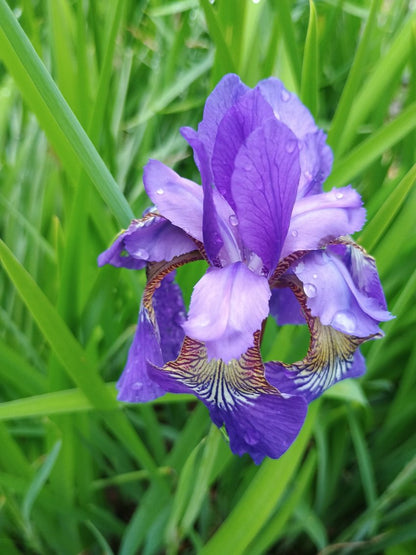Smoke Camp Crafts Blue Flag Iris Seeds, Iris versicolor, 100 Seeds, Organic, Outdoor, Spring to Early Summer Planting