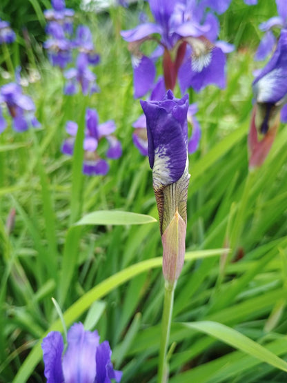 Smoke Camp Crafts Blue Flag Iris Seeds, Iris versicolor, 100 Seeds, Organic, Outdoor, Spring to Early Summer Planting