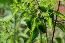Jalapeño Pepper Seeds (Capsicum annuum) 200 Organic Seeds (1 gram)