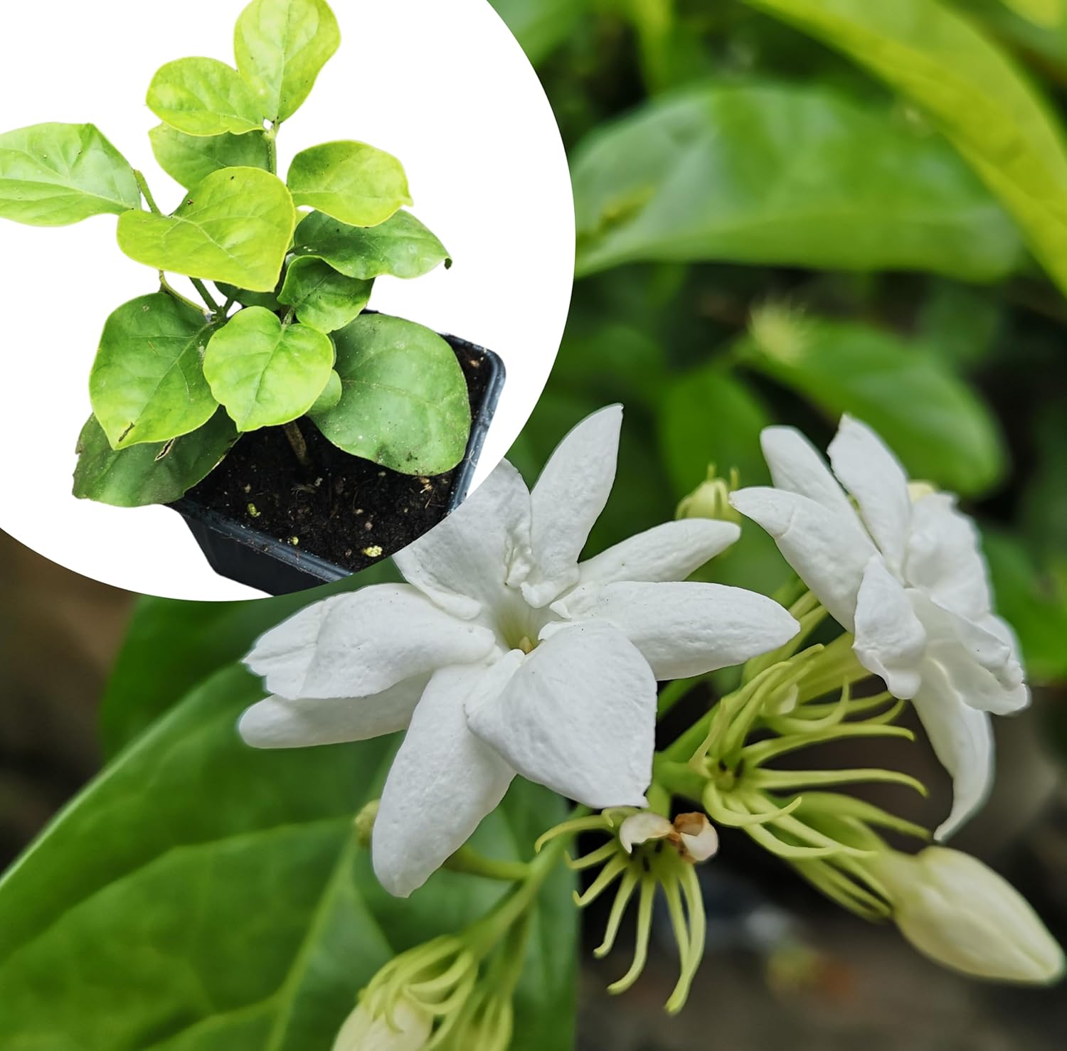 sambac white jasmine arabian plant in pot Arabian Jasmine (Jasmine sambac) Organic Plant in 2.5-inch Pot by Smoke Camp Crafts- Sweet Scented Jasmine Plant