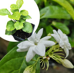 Jasmine (Jasmine sambac) Organic Arabian Jasmine Live Plant in 2.5 inch Pot, Monrovia Plant - Sweet Scented Jasmine Plant
