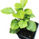 Jasmine (Jasmine sambac) Organic Arabian Jasmine Live Plant in 2.5 inch Pot, Monrovia Plant - Sweet Scented Jasmine Plant