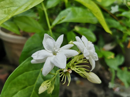 2.5 qt. sambac white jasmine arabian plant in pot Arabian Jasmine (Jasmine sambac) Organic Plant in 2.5-inch Pot by Smok – Smoke Camp Crafts