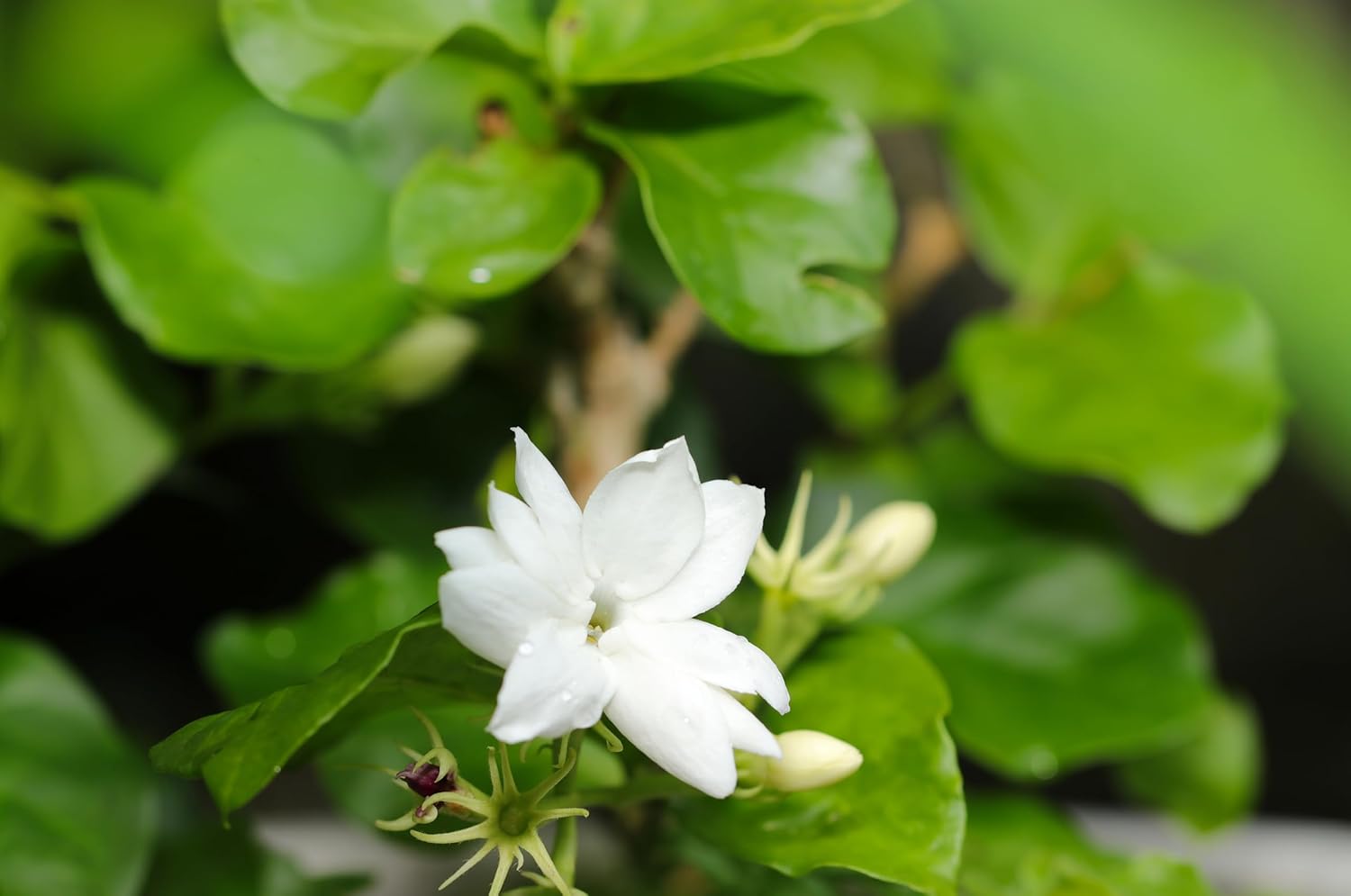 white sambac jasmine house plant Arabian Jasmine (Jasmine sambac) Organic Plant in 2.5-inch Pot by Smoke Camp Crafts- Sweet Scented Jasmine Plant