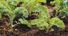 Kale (Brassica oleracea) Organic Dwarf Blue Curled Live Plant in 2.5 inch Pot - Grow your own cool season greens!
