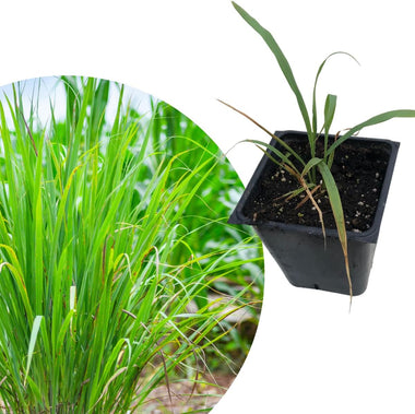 Lemongrass Plant (Cymbopogon citratus) in 2.5-inch Pot - Organic Live Lemongrass Plant for Thai Cooking